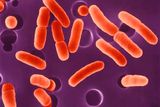 Hemoragická E. coli. Bakterie se přenáší nejčastěji špatně upravenými potravinami, zejména nedovařeným masem a mléčnými produkty. Způsobuje průjmy a koliky.