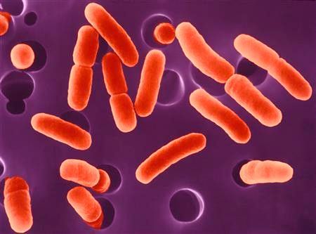Hemoragická E. coli.