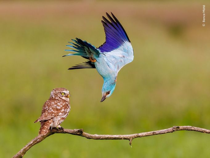 Fotografie ze soutěže Wildlife Photographer of the Year, které se utkají o cenu veřejnosti.