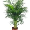 Araca Palm