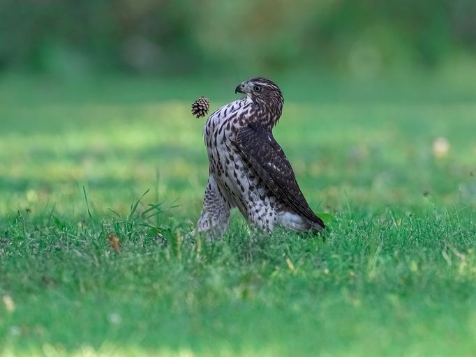 Vítězové soutěže Comedy Wildlife Photography Awards 2022