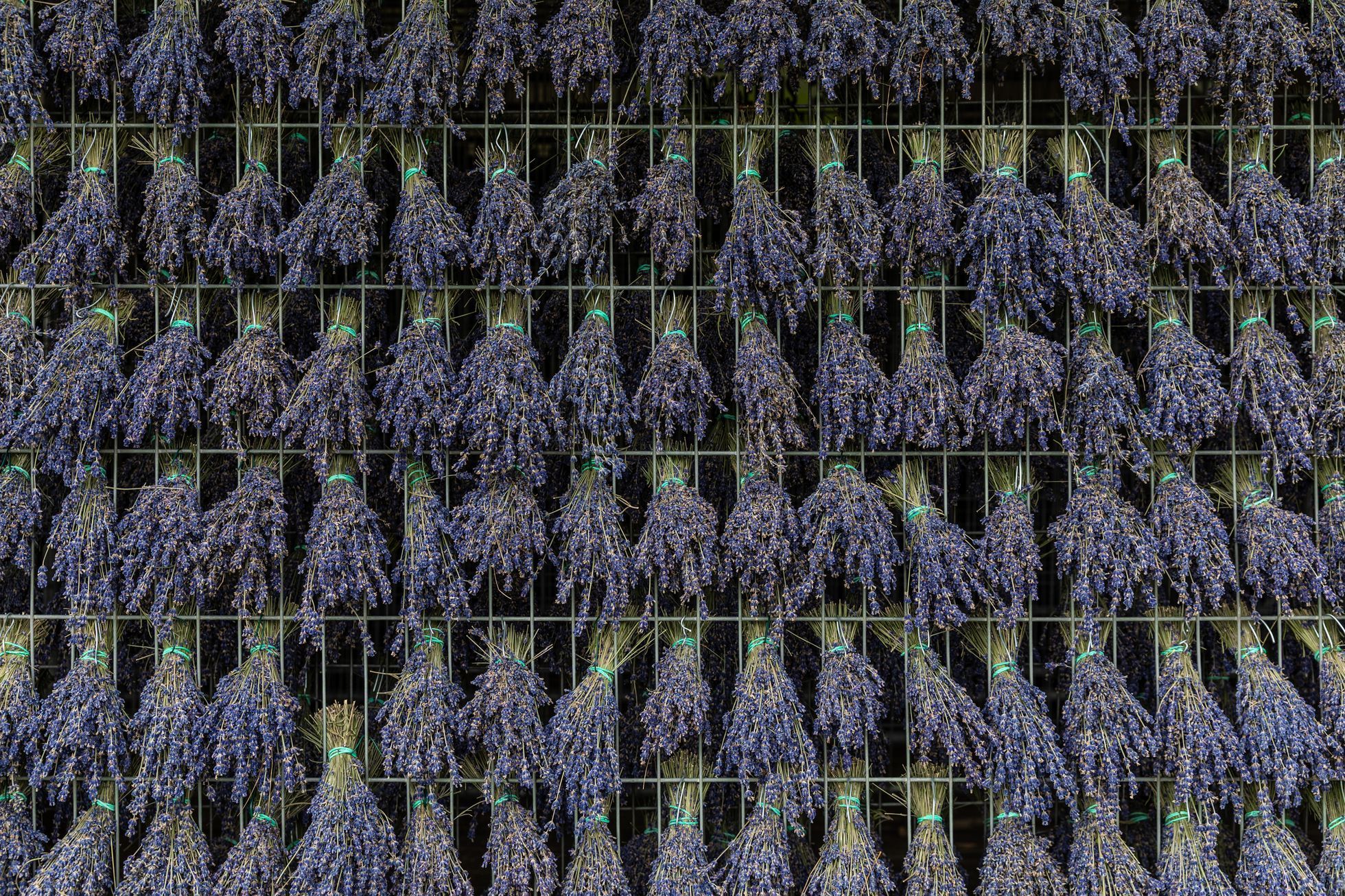 Levandulové údolí, údolí, levandule, Helena Neummanová, Chodouň