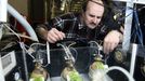 An employee checks on January 27, 2011 Achatina snails fitted with heart monitors and motion sensors, which are used to monitor pollution from a incinerator that burns sewage residue at the Vodokanal state utilities company on the outskirts of Saint Petersburg. The waterworks is using six snails as an innovative way to monitor pollution from the incinerator. The Achatina snails, which reach 20 centimeters in length and are widespread in Sub-Saharan Africa, were chosen because "they have lungs and breathe air like humans," the company said.