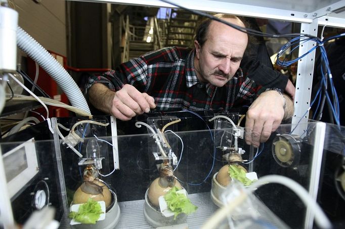 An employee checks on January 27, 2011 Achatina snails fitted with heart monitors and motion sensors, which are used to monitor pollution from a incinerator that burns sewage residue at the Vodokanal state utilities company on the outskirts of Saint Petersburg. The waterworks is using six snails as an innovative way to monitor pollution from the incinerator. The Achatina snails, which reach 20 centimeters in length and are widespread in Sub-Saharan Africa, were chosen because "they have lungs and breathe air like humans," the company said.