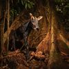 Vítězné snímky ze soutěže Environmental Photography Award 2024
