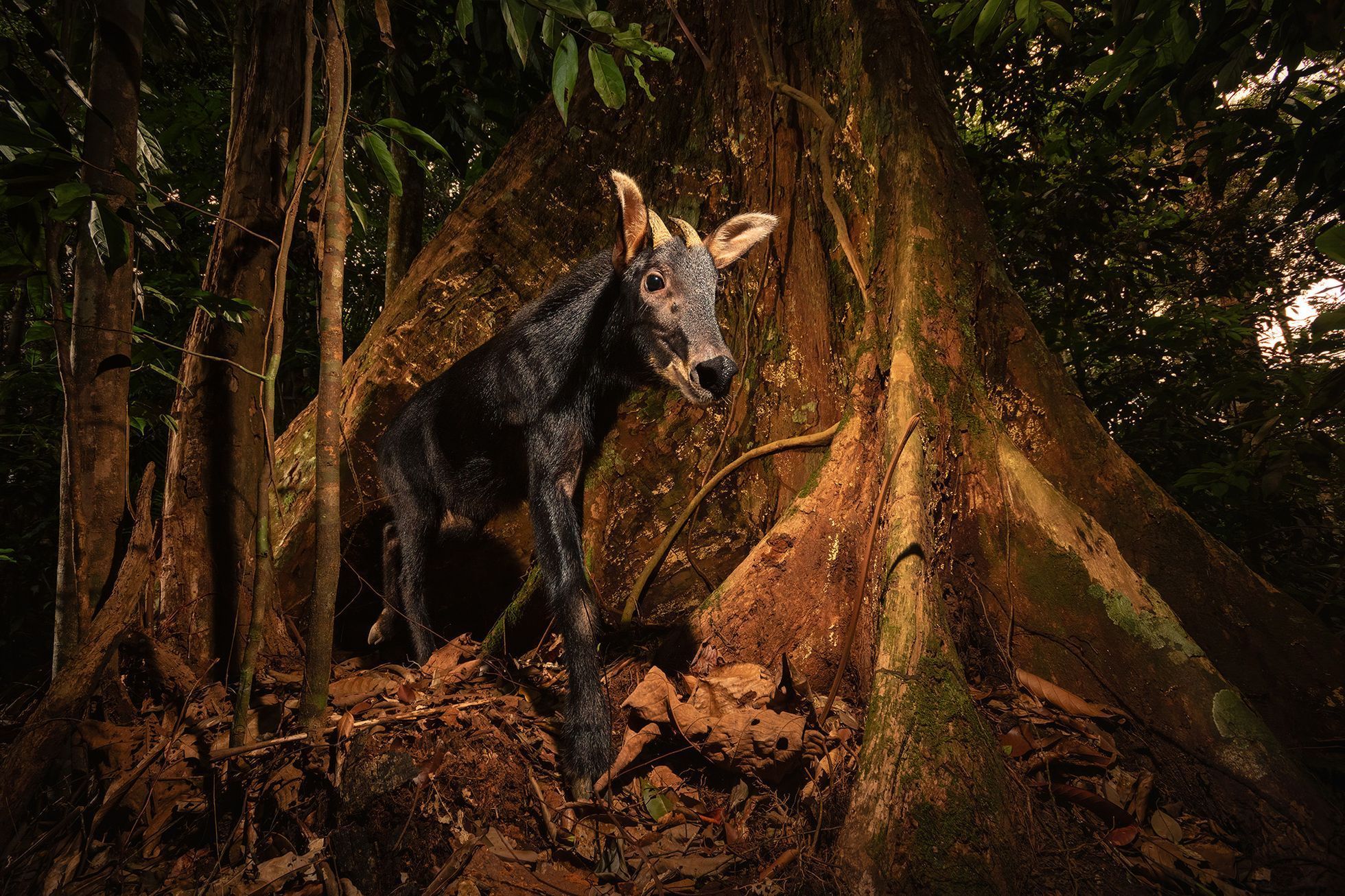 Vítězné snímky ze soutěže Environmental Photography Award 2024