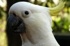 Páteční bizár: Tančící kakadu vs. věda