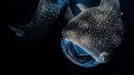 Vítězové fotografické soutěže Underwater Photographer of the Year 2022