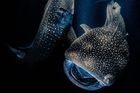 Scény z podmořského života tak výjimečné, že je obdivují i přírodovědci, vítězily letos v mezinárodní soutěži Underwater Photographer of the Year. Absolutním vítězem se stal Rafael Fernandez Caballero ze Španělska s touto fotografií žraloků obrovských. (Fotoaparát Nikon z7 II, objektiv Nikon 8-15 mm,  ISO 5000, f/4,2, 1/80 s, osvětlení One OrcaTorch D950V, podvodní pouzdro Isotta Z7II/Z6II).