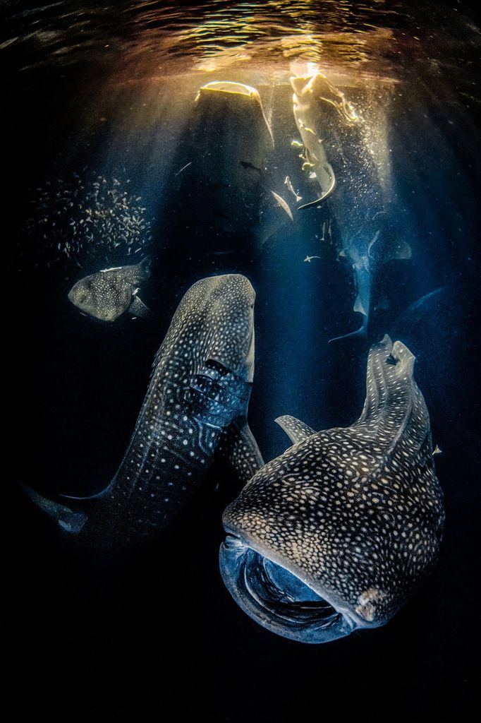 Vítězové fotografické soutěže Underwater Photographer of the Year 2022