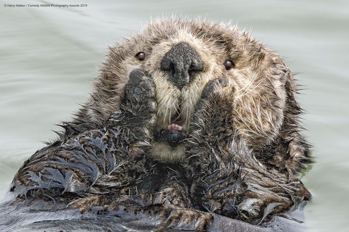 Finalisté soutěže Comedy Wildlife Photography Awards 2019