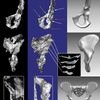 Ardipithecus ramidus