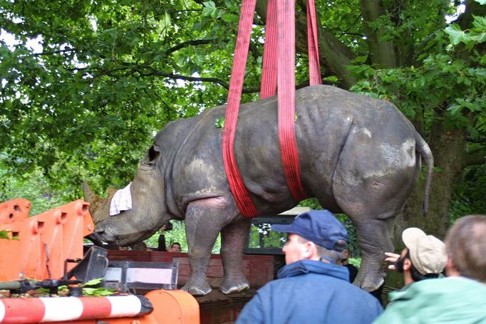 Nejprve veterinář uspal samici Pongolu zvanou podomácku Betty, kterou hned naložil autojeřáb na nákladní auto. Samec Patrys celou proceduru sledoval se značnou nedůvěrou a držel se opodál. Nakonec musel být nastřelen dvakrát a pak si lehl tak nešikovně, že měl hlavu ve vodě. Proto mu ji bylo zapotřebí podložit, aby se neutopil dřív, než budou upevněny popruhy. Ani pak nedovolil svým zachráncům klidné vydechnutí, protože se v závěsu začal naklánět a vypadalo to, že se po hlavě opět zřítí. Naštěstí se tak nestalo a Patrys (jemuž chovatelé říkají po domácku Pidlis) i s Betty putovali do Afrického domu. Odtud posléze byli dopraveni do polské zoo v Opole, která jim poskytla dočasný azyl.