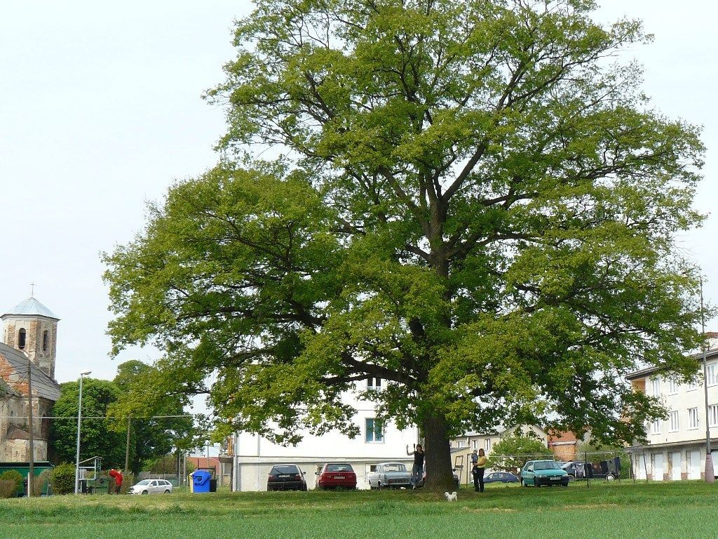 Strom roku 2011