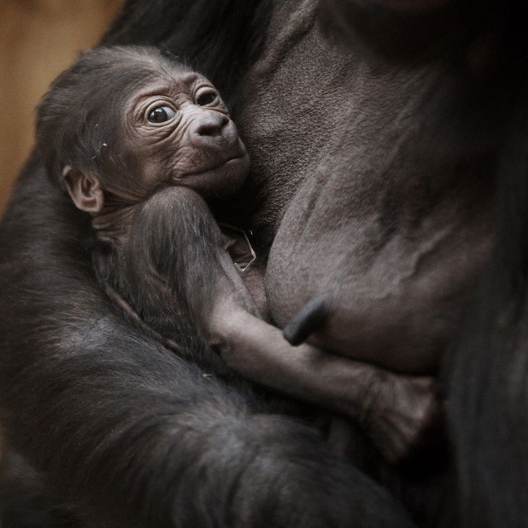 Mládě gorily Kijivu v pražské zoo