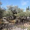 Getsemanská zahrada, Jeruzalém, Izrael