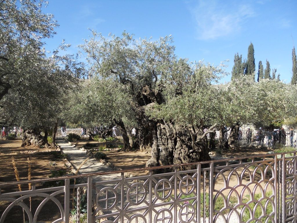 Getsemanská zahrada, Jeruzalém, Izrael