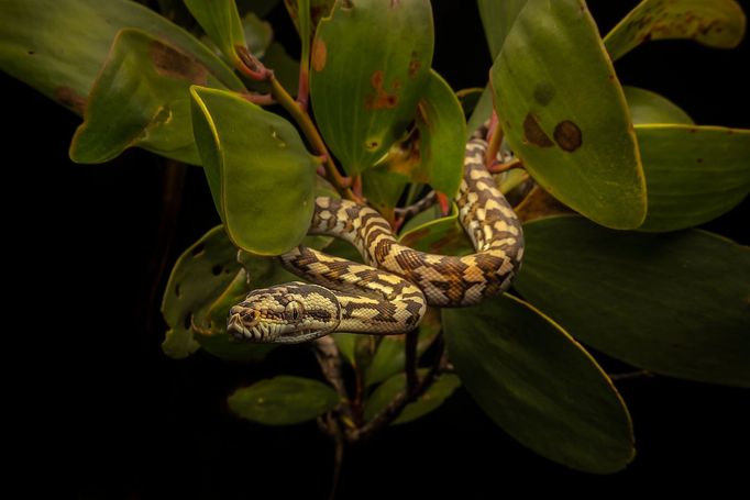 Nominace na Czech Nature Photo 2020