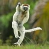Finalisté soutěže Nikon Comedy Wildlife Awards 2024