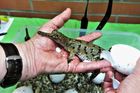 Navštivte světově proslulou Krokodýlí ZOO v Protivíně