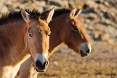 Pražští koně Převalského mají v Mongolsku první hříbě