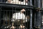 V Česku se po čtyřech měsících objevila ptačí chřipka, na Příbramsku uhynulo pět hus