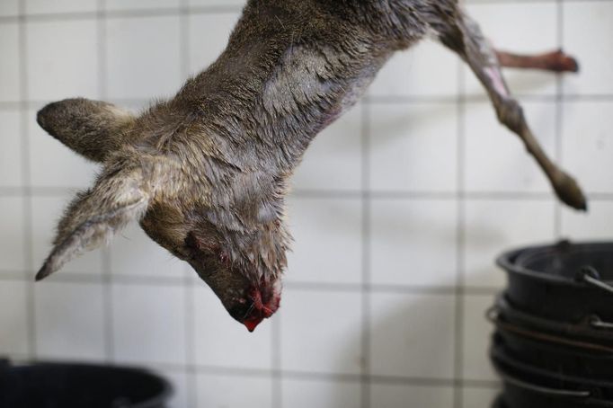 A hanged deer cadaver is pictured at Wolfspark Werner Freund, in Merzig in the German province of Saarland January 24, 2013. German wolf researcher Werner Freund, 79, established the wolf sanctuary in 1972 and has raised more than 70 animals over the last 40 years. The wolves, acquired as cubs from zoos or animal parks, were mostly hand-reared. Spread over 25 acres, Wolfspark is currently home to 29 wolves forming six packs from European, Siberian, Canadian, Artic and Mongolian regions. Werner has to behave as the wolf alpha male of the pack to earn the other wolves respect and to be accepted. Picture taken January 24, 2013. REUTERS/Lisi Niesner (GERMANY - Tags: ANIMALS SOCIETY) Published: Led. 26, 2013, 2:43 odp.