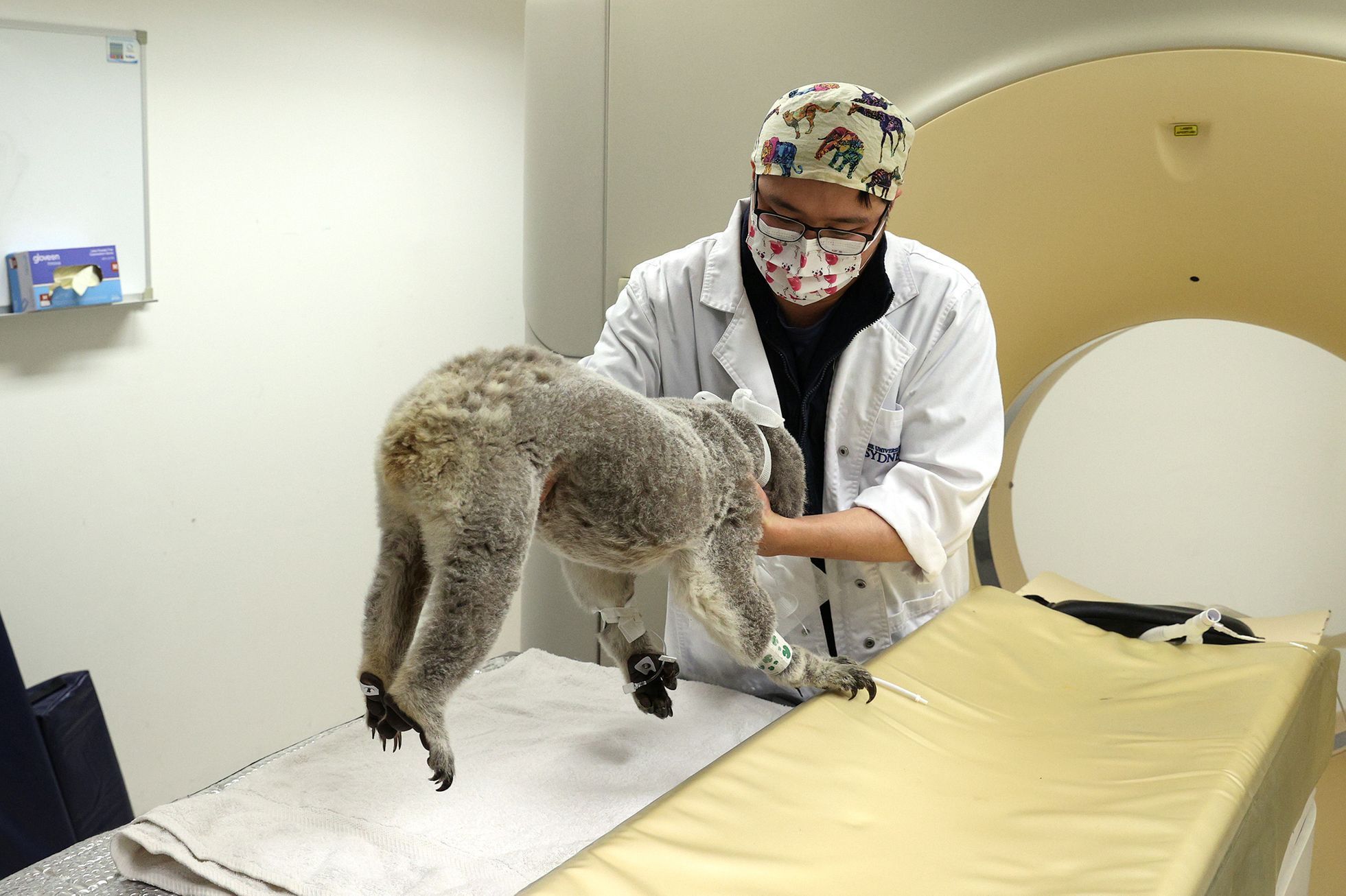 Jednorázové užití / Fotogalerie / Spása koal, která vám zachrání den