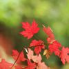 Jednorázové užití / Fotogalerie / Nechte se okouzlit krásami podzimu / 2