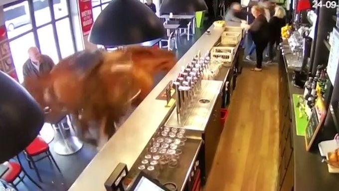 Do francouzské kavárny vběhl splašený kůň. Nikdo nebyl zraněn