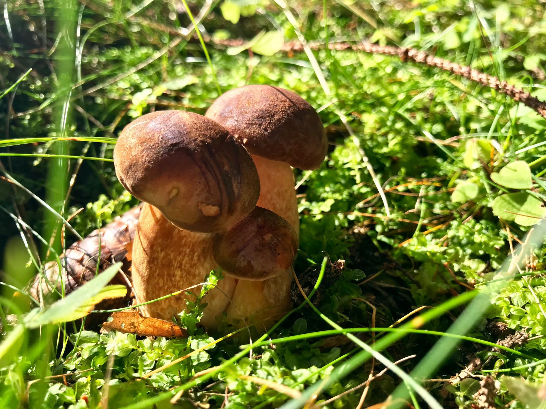 NEPOUŽÍVAT !!! Fotosoutěž houby 2017