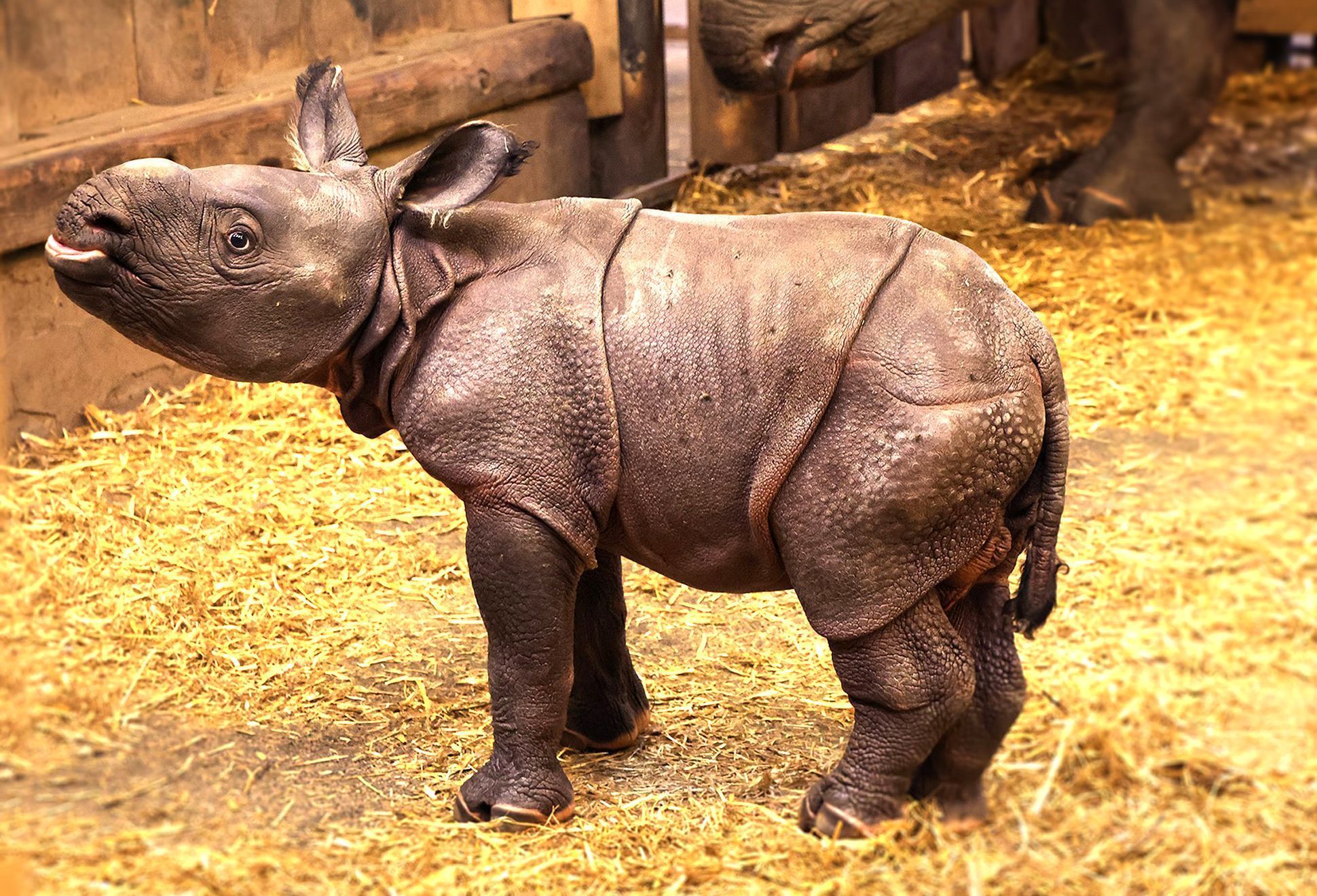 Zoo, Plzeň, nosorožec indický, mládě, narození