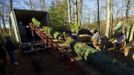 Moses Najera (R) places a Christmas tree onto a conveyor belt that loads carries trees up to a trailer to be shipped at Peak Farms in Jefferson, North Carolina, November 17, 2012. Crews at the farm will harvest nearly 65,000 Christmas trees this season. North Carolina has 1,500 Christmas tree growers with nearly 50 million Fraser Fir Christmas trees on over 35,000 acres. Picture taken November 17, 2012. REUTERS/Chris Keane (UNITED STATES - Tags: BUSINESS EMPLOYMENT ENVIRONMENT AGRICULTURE SOCIETY) Published: Lis. 19, 2012, 4:18 odp.