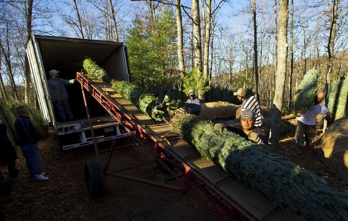 Moses Najera (R) places a Christmas tree onto a conveyor belt that loads carries trees up to a trailer to be shipped at Peak Farms in Jefferson, North Carolina, November 17, 2012. Crews at the farm will harvest nearly 65,000 Christmas trees this season. North Carolina has 1,500 Christmas tree growers with nearly 50 million Fraser Fir Christmas trees on over 35,000 acres. Picture taken November 17, 2012. REUTERS/Chris Keane (UNITED STATES - Tags: BUSINESS EMPLOYMENT ENVIRONMENT AGRICULTURE SOCIETY) Published: Lis. 19, 2012, 4:18 odp.