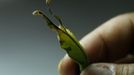 A worker inspects a hamadryas amphinome butterfly cocoon before packing it for export in Butterfly Garden in La Guacima, northwest of San Jose, May 14, 2012. According to the owner Joris Brinkerhoff, who is from the U.S and has more than 29-years of experience dedicated to the export of butterfly cocoons, more than 80,000 cocoons of 70 different species are exported every month from Costa Rica to Europe, Asia, Canada, Mexico and the United States, with prices of the cocoons ranging from $3 to $10 each. REUTERS/Juan Carlos Ulate (COSTA RICA - Tags: BUSINESS SOCIETY ANIMALS) Published: Kvě. 15, 2012, 4:51 dop.