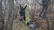 Osli se na ukrajinské frontě začali objevovat ve stále větším množství. Transportují munici, vodu, palivo, potraviny a vše další, co ruští vojáci v první linii potřebují.