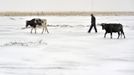 A herdsman and his dairy cows walk on snow-covered grassland in Hami, Xinjiang Uighur Autonomous Region, October 20, 2012. The cold front sweeping north China will also reach into central and eastern China while bringing snowfall to northeast regions, China's meteorological authorities said here Sunday, Xinhua News Agency reported. Picture taken October 20, 2012. REUTERS/China Daily (CHINA - Tags: ANIMALS ENVIRONMENT) CHINA OUT. NO COMMERCIAL OR EDITORIAL SALES IN CHINA Published: Říj. 21, 2012, 9:44 dop.