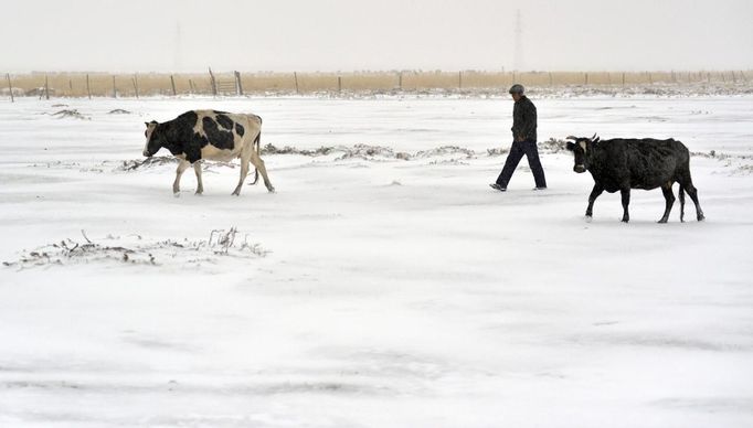 A herdsman and his dairy cows walk on snow-covered grassland in Hami, Xinjiang Uighur Autonomous Region, October 20, 2012. The cold front sweeping north China will also reach into central and eastern China while bringing snowfall to northeast regions, China's meteorological authorities said here Sunday, Xinhua News Agency reported. Picture taken October 20, 2012. REUTERS/China Daily (CHINA - Tags: ANIMALS ENVIRONMENT) CHINA OUT. NO COMMERCIAL OR EDITORIAL SALES IN CHINA Published: Říj. 21, 2012, 9:44 dop.