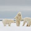 Finalisté soutěže Nikon Comedy Wildlife Awards 2024