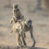 Finalisté soutěže Nikon Comedy Wildlife Awards 2024