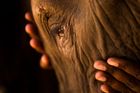 Ami Vitale: Portrét slonice Suyian
