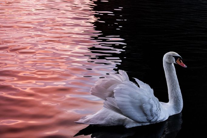 Vítězné fotografie ze soutěže Czech Nature Photo