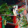 ZOO 3D