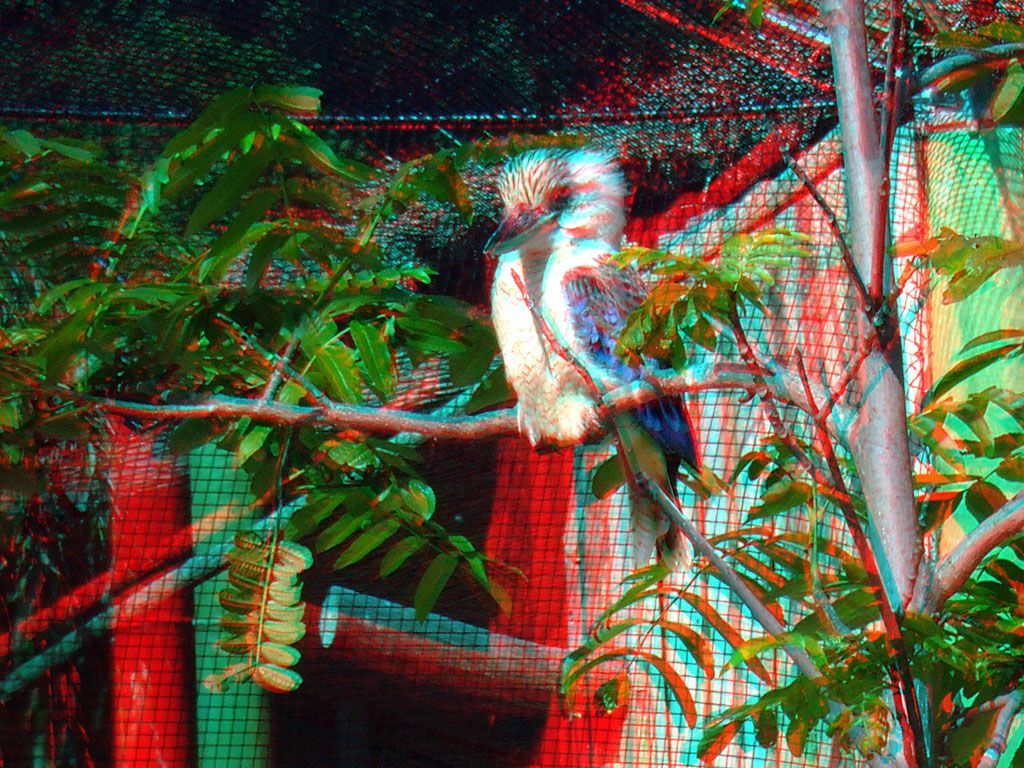 ZOO 3D