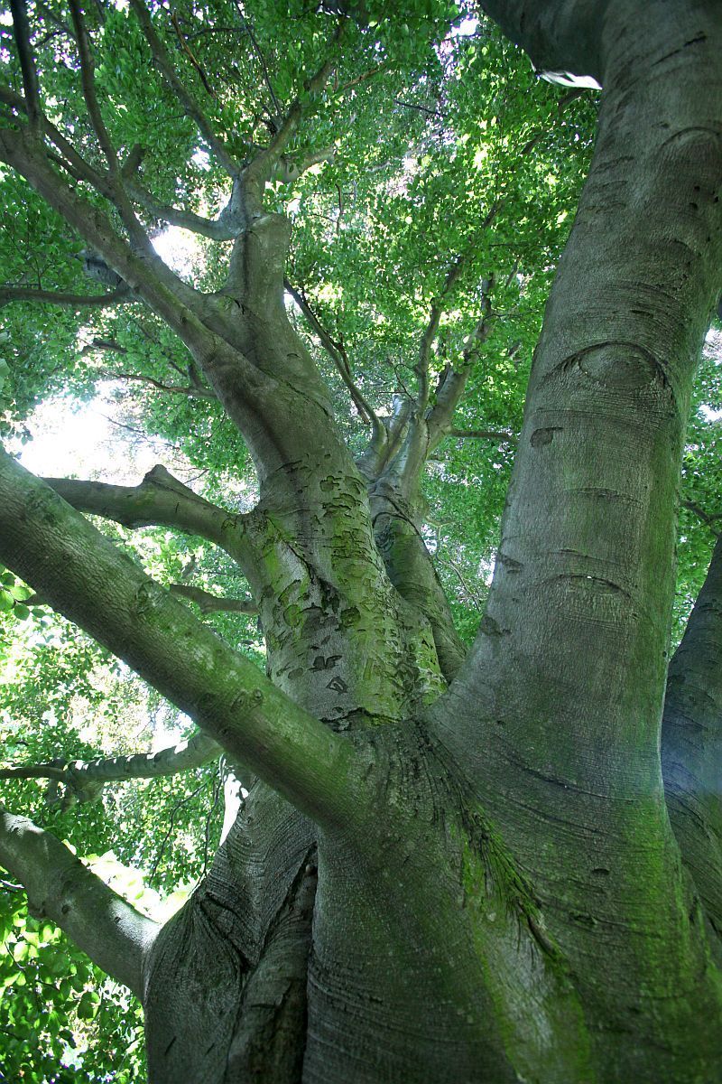 Strom roku 2010 - Lomnický buk