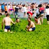 Jednorázová licence, není určeno pro články! Fotogalerie: Čínské pláže pokryly mořské řasy