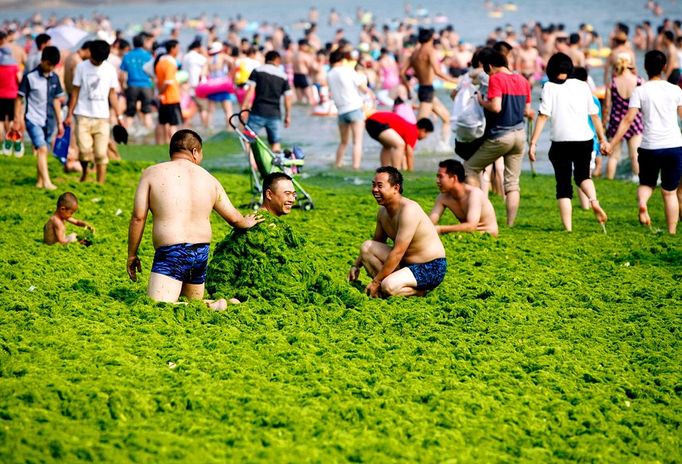 Algae Covered Beaches In China QINGDAO, CHINA - JULY 03: Tourists play at a beach covered by a thick layer of green algae on July 3, 2013 in Qingdao, China. A large quantity of non-poisonous green seaweed, enteromorpha prolifera, hit the Qingdao coast in recent days. More than 20,000 tons of such seaweed has been removed from the city's beaches. PHOTOGRAPH BY China Foto Press / Barcroft Media UK Office, London. T +44 845 370 2233 W www.barcroftmedia.com USA Office, New York City. T +1 212 796 2458 W www.barcroftusa.com Indian Office, Delhi. T +91 11 4053 2429 W www.barcroftindia.com