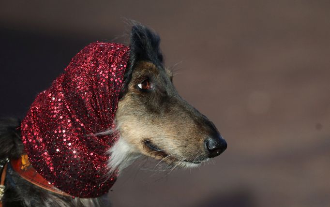 Crufts Dog Show (Birmingham)