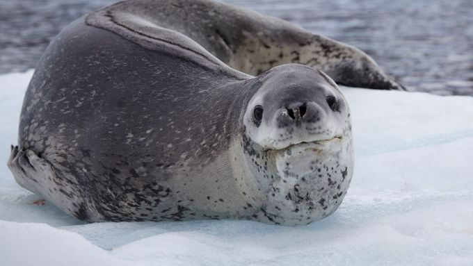 Tuleň leopardí se běžně pohybuje v antarktických mořích.