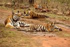 Tygři ustupují turismu a průmyslu. Indové ve státě Goa šelmy ze strachu zabíjejí
